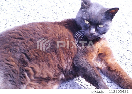 どこかの黒い野良猫 112505421