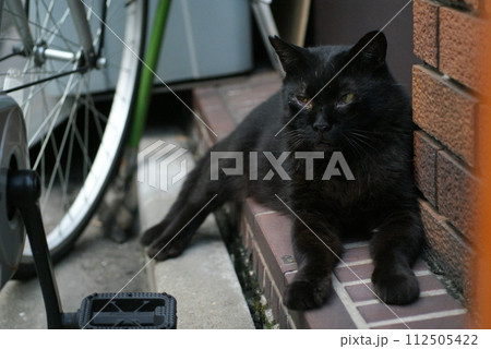 幡ヶ谷付近の 黒い野良猫① 幡ヶ谷付近の 黒い野良猫① 112505422