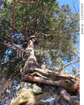 山上ヶ岳(修験道にある岩を抱えた大木) 山上ヶ岳(修験道にある岩を抱えた大木) 112505469