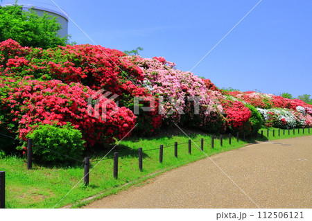 浅香山緑道（堺市堺区）に咲くつつじ 112506121