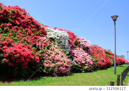 浅香山緑道（堺市堺区）に咲くつつじ 112506127