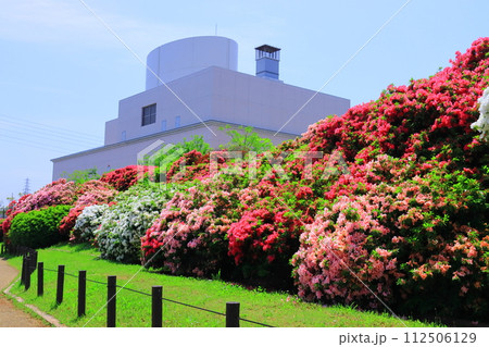 浅香山緑道(堺市堺区)に咲くつつじ 浅香山緑道(堺市堺区)に咲くつつじ 112506129