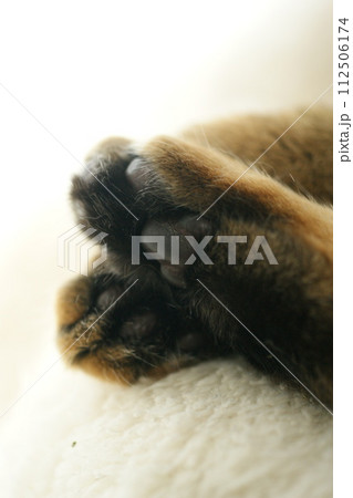 美人猫みいにゃんのおてて（手足） 112506174