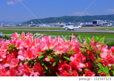 伊丹空港(豊中市・伊丹市)に咲くつつじの花 伊丹空港(豊中市・伊丹市)に咲くつつじの花 112507121