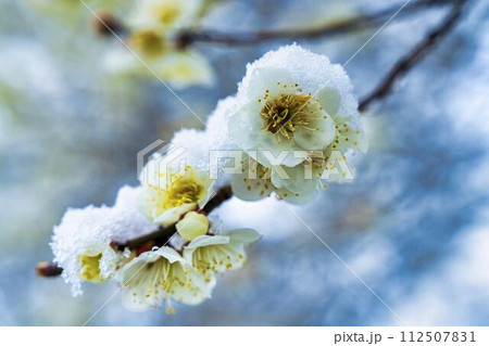 早春に降った雪と梅の花 宮城県柴田町 早春に降った雪と梅の花 宮城県柴田町 112507831