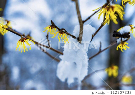 早春に降った雪とマンサクの花　宮城県柴田町 112507832