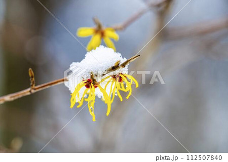 早春に降った雪とマンサクの花　宮城県柴田町 112507840