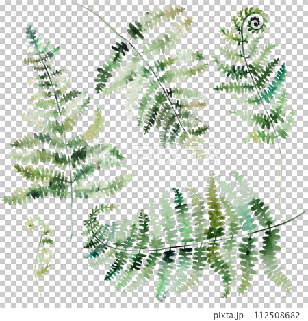 Watercolor fern twigs with green leaves isolated illustration, botanical wedding element Watercolor fern twigs with green leaves isolated illustration, botanical wedding element 112508682