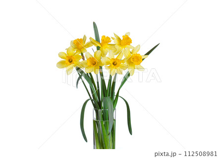 beautiful yellow flowers daffodils in a vase on a white background 112508981