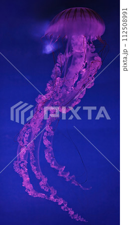macro shooting under water chrysaora plocamia jellyfish 112508991
