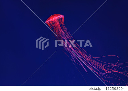 Shooting macro Chrysaora pacifica underwater Shooting macro Chrysaora pacifica underwater 112508994