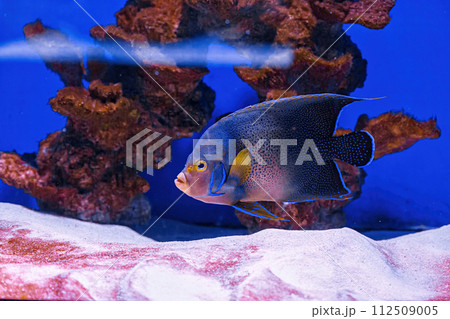 Underwater shot of fish Pomacanthus semicirculatus Underwater shot of fish Pomacanthus semicirculatus 112509005