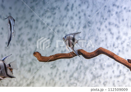 Underwater shot of fish pterophyllum scalare altum Underwater shot of fish pterophyllum scalare altum 112509009