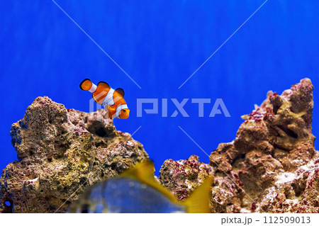 Underwater shot of fish Amphiprion ocellaris 112509013