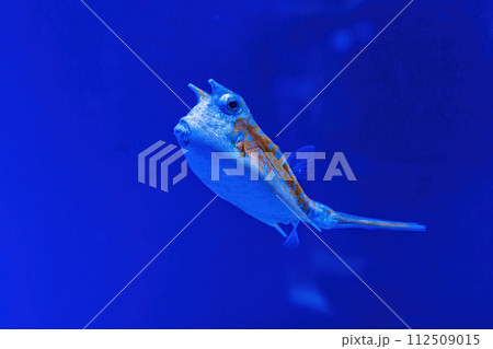 Underwater shot of fish Lactoria cornuta Underwater shot of fish Lactoria cornuta 112509015