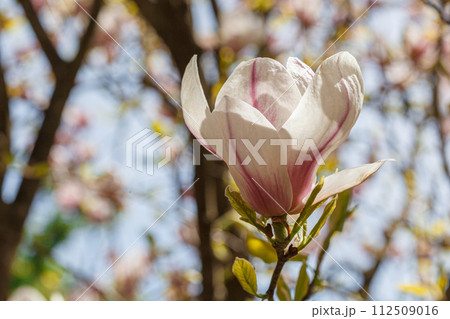 beautiful magnolia bloom against the blue sky 112509016