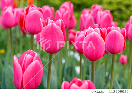 tulip bloom, beautiful field of tulips tulip bloom, beautiful field of tulips 112509023