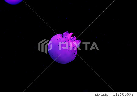 underwater shooting of beautiful cannonball jellyfish underwater shooting of beautiful cannonball jellyfish 112509078