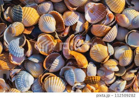 Shell Coast. Close-up of small seashells on the seashore. Sea background with sunset light 112509282