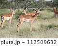 雄のグランドガゼルの群れ 112509632