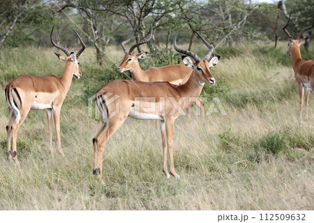雄のグランドガゼルの群れ 112509632