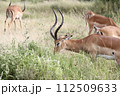 草を食べる雄のグランドガゼル 112509633