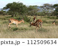 威嚇しあう雄のガゼル 112509634