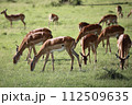 雌のグランドガゼルの群（ハーレム） 112509635