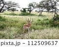 戦う雄のガゼル 112509637