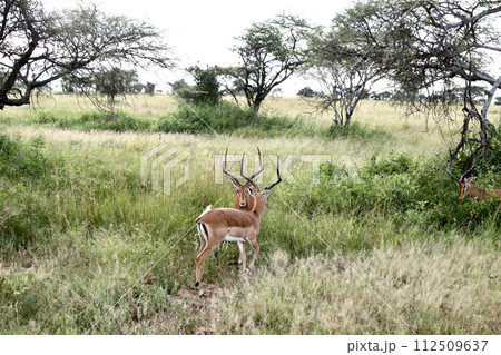 戦う雄のガゼル 112509637