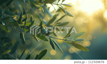 Olive tree branch close up at morning sunlight 112509676