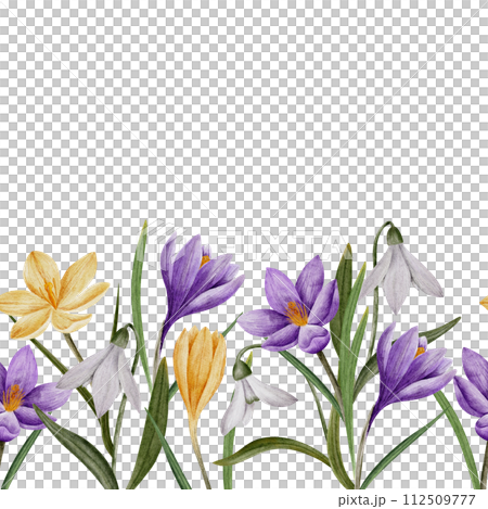 crocus and snowdrop flower seamless horizontal border, watercolor art, isolated spring clipart. Hand drawn botanical illustration. Elements for cards, logos, prints, wedding design 112509777