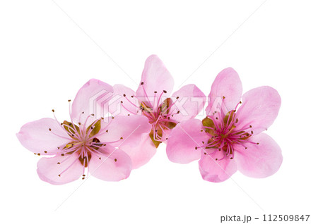 sakura flowers isolated 112509847