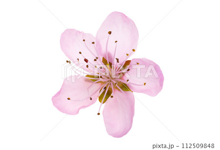 sakura flowers isolated 112509848