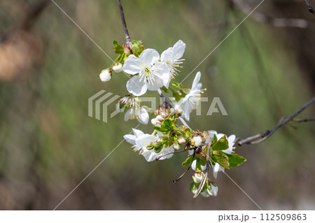 cherry flowers blooming cherry flowers blooming 112509863