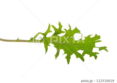 lettuce leaf mix isolated 112510019