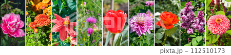 Collage of photos of garden flowers. Wide photo. 112510173
