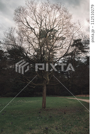 A tree stands alone in a field of grass A tree stands alone in a field of grass 112510279