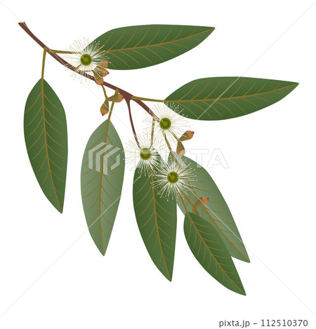 Eucalyptus branch with leaves and flowers on a white background. Eucalyptus branch with leaves and flowers on a white background. 112510370