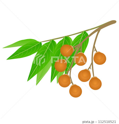 Sapindus soap tree fruits with leaves on a white background. 112510521