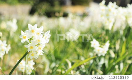白い水仙 112510559