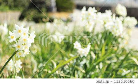 白い水仙 112510560