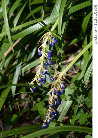 ノシランの実 112510959