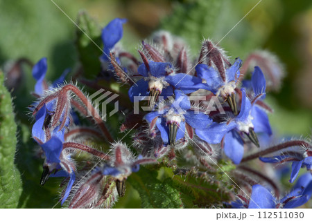 ポリジ ポリジ 112511030