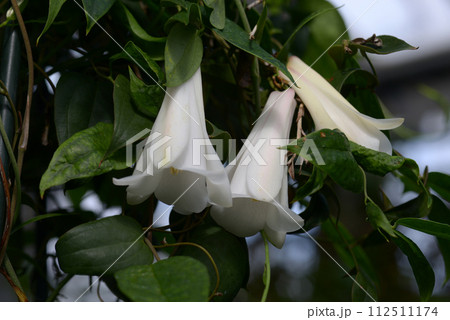 白いツバキカズラ 白いツバキカズラ 112511174