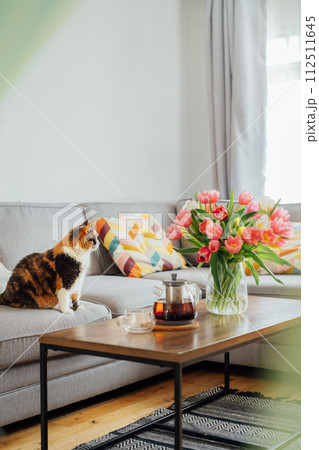 Focus on cat pet relaxing on couch sofa with vase of fresh tulips, just brewed tea pot and cup on the coffee table in the modern leaving room. Cozy and comfortable relax at home. Time to take a break 112511645