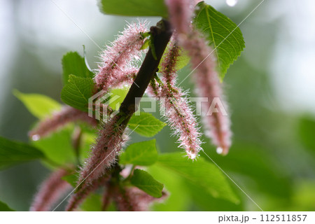 ベニヒモノキ 112511857