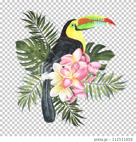 toucan tropical bird hand drawn watercolor illustration with monstera and palm leaves . Isolated on white background. Plumeria or Frangipani. Close up bunch pink-red with palm , monstera leaves toucan tropical bird hand drawn watercolor illustration with monstera and palm leaves . Isolated on white background. Plumeria or Frangipani. Close up bunch pink-red with palm , monstera leaves 112511858