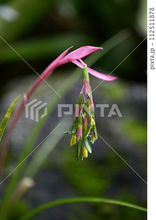 ヨウラクツツアナナス 112511878