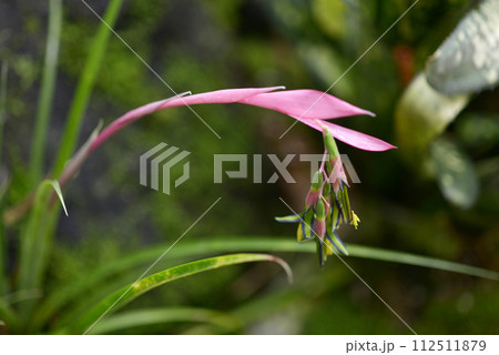 ヨウラクツツアナナス ヨウラクツツアナナス 112511879